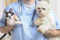 &iquest;C&oacute;mo obtener una cita para la esterilizaci&oacute;n gratuita de mascotas?