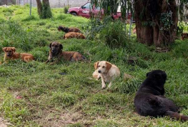 Primera Perrit&oacute;n se realizar&aacute; en el norte de Quito. 