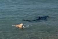 Un perrito persiguió a un tiburón en una playa de Alicante.