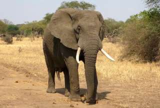 Un elefante mat&oacute; a una mujer y regres&oacute; a su funeral para pisotear el cad&aacute;ver