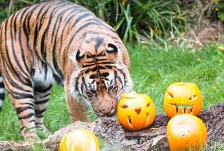 Animales del Zool&oacute;gico de Londres celebran Halloween con calabazas especiales
