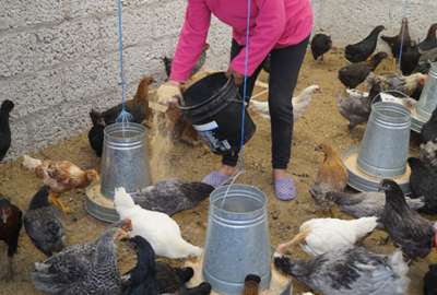 Ministerio de Agricultura confirm&oacute; que atendi&oacute; las demandas de los peque&ntilde;os productores de huevos