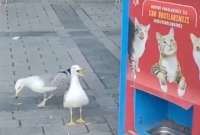 La gaviota aprendió a maullar para que le regalen comida para gatos.