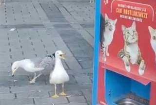 Gaviota "aprende" a maullar para que le regalen comida