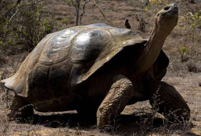 Procesados por delitos contra la flora y fauna de Gal&aacute;pagos fueron sentenciados a un a&ntilde;o de prisi&oacute;n