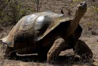 Procesados por delitos contra la flora y fauna de Gal&aacute;pagos fueron sentenciados a un a&ntilde;o de prisi&oacute;n