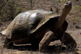 Procesados por delitos contra la flora y fauna de Gal&aacute;pagos fueron sentenciados a un a&ntilde;o de prisi&oacute;n
