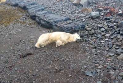 El animal lleg&oacute; en un t&eacute;mpano de hielo desde Groenlandia y fue el primero avistado en el pa&iacute;s desde 2016.