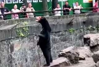 Un oso malayo en dos patas caus&oacute; confusi&oacute;n entre internautas
