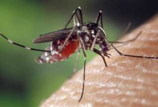 El dengue en Ecuador: la cifra de contagios y muertos va en aumento