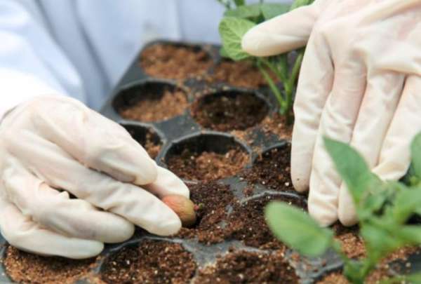 BanEcuador cuenta con una nueva l&iacute;nea de cr&eacute;dito para agricultores.