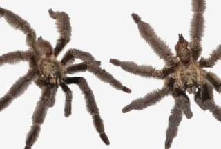 Descubren una especie de ara&ntilde;a en Ecuador y la bautizan en honor a Satan&aacute;s