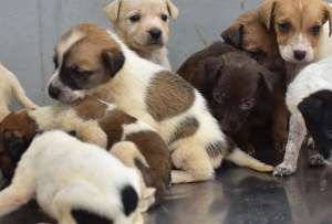 M&aacute;s de 300 mascotas esperan ser adoptadas en hogares responsables en Guayaquil. 