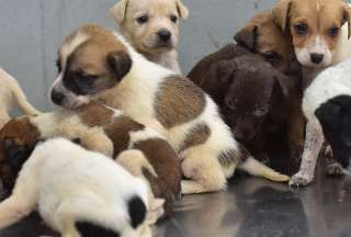 Lanzan p&aacute;gina de adopci&oacute;n de mascotas en Guayaquil