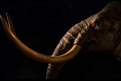 Encuentran un antepasado del elefante de hace 12 000 a&ntilde;os