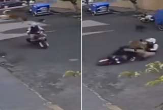 Perro aterriza encina de un motociclista y cusa una estrepitosa ca&iacute;da
