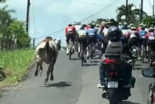 Una vaca quiso competir en una carrera de ciclismo