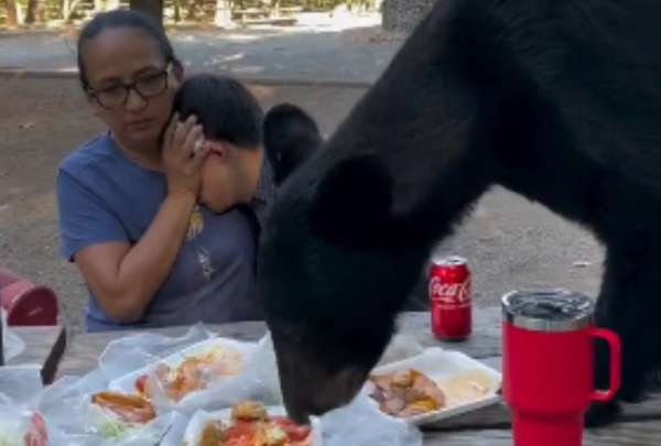 El oso se comi&oacute; todo lo que la familia ten&iacute;a, pero no se tom&oacute; la gaseosa.