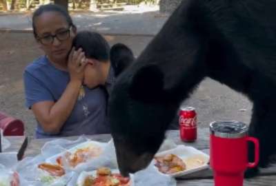M&eacute;xico: Un oso se comi&oacute; los alimentos de una familia