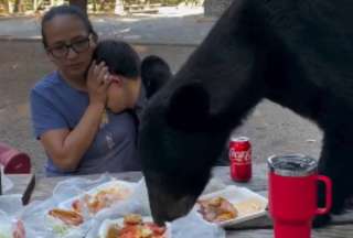 M&eacute;xico: Un oso se comi&oacute; los alimentos de una familia