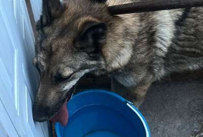 M&eacute;xico: capturaron un lobo y result&oacute; ser un perro