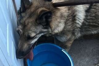 M&eacute;xico: capturaron un lobo y result&oacute; ser un perro