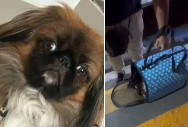 Maxi, un perrito de un a&ntilde;o y medio, muri&oacute; por asfixia en el maletero de un bus. El conductor se neg&oacute; a que viajara con sus due&ntilde;os en la cabina.