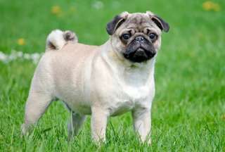 Pa&iacute;ses Bajos se plantea la prohibici&oacute;n de animales con alteraciones gen&eacute;ticas