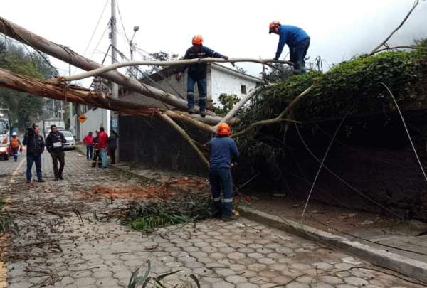 En la av. De los Conquistadores se registr&oacute; la ca&iacute;da de un &aacute;rbol.