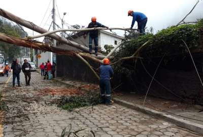 En la av. De los Conquistadores se registr&oacute; la ca&iacute;da de un &aacute;rbol.