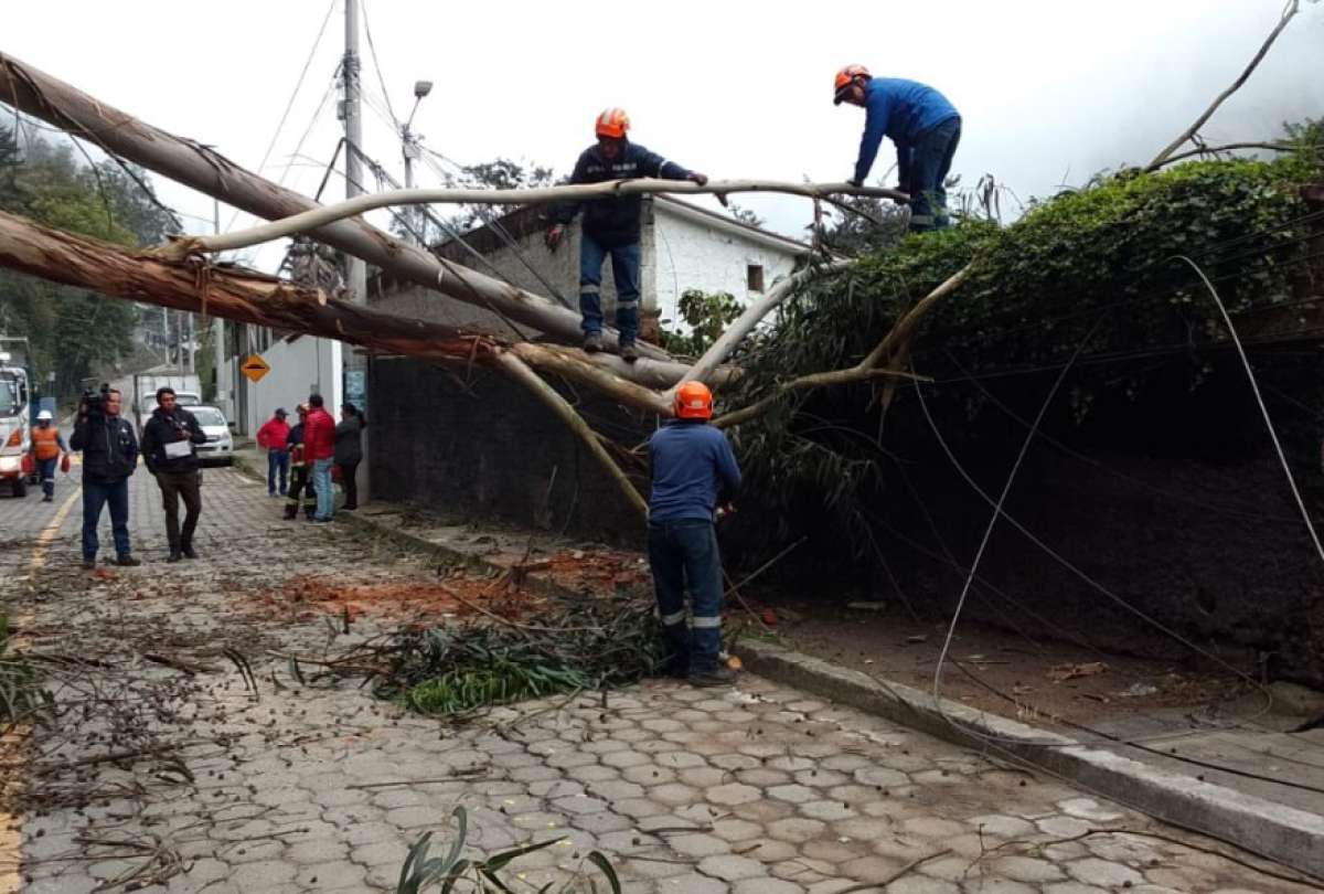 En la av. De los Conquistadores se registró la caída de un árbol.