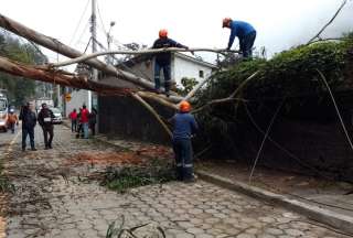 Quito: Un &aacute;rbol cay&oacute; sobre una casa en la av. De los Conquistadores