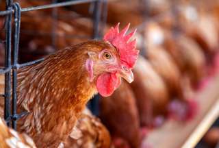 Divorcio en China termina con un &ldquo;pollito asado"