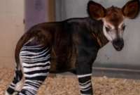 La crías de okapi nacen muy rara vez en cautividad.