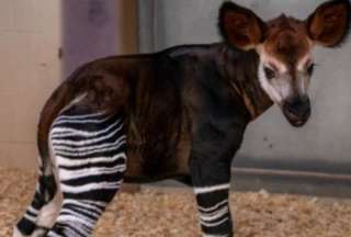Una cr&iacute;a de un raro okapi nace en zool&oacute;gico de Oklahoma