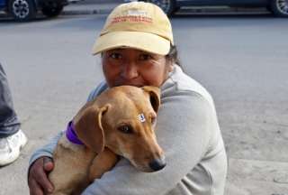 Quito: Esterilizan gratuitamente a m&aacute;s de 400 animales de compa&ntilde;&iacute;a