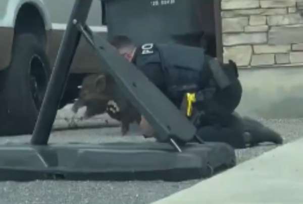 Esta persecuci&oacute;n dur&oacute; 18 segundos, pero el cerdo fue capturado. 