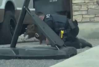 Estados Unidos: polic&iacute;as persiguieron a un cerdo por las calles de Utah