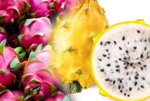 La industria agr&iacute;cola ecuatoriana marca un hito con la exportaci&oacute;n de la pitahaya. 