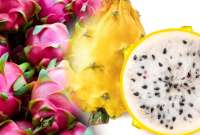 La industria agr&iacute;cola ecuatoriana marca un hito con la exportaci&oacute;n de la pitahaya. 