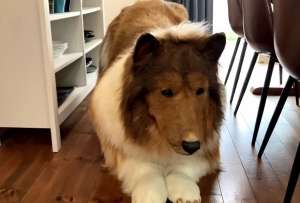 El traje del perro de este japon&eacute;s es &lsquo;hiperrealista&rsquo; 