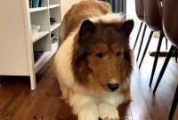 El traje del perro de este japon&eacute;s es &lsquo;hiperrealista&rsquo; 