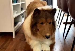 Un japon&eacute;s gast&oacute; USD 15.000 para transformarse en un perro&nbsp;