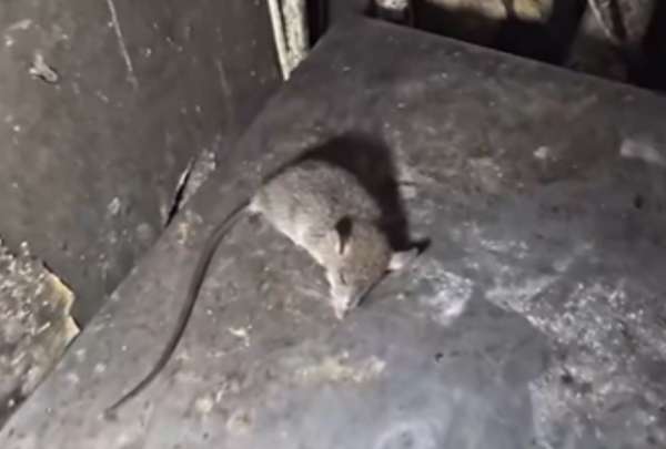 En la inspecci&oacute;n incluso se hall&oacute; a un rat&oacute;n en el interior de una de las bodegas.