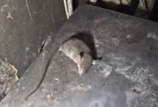 Clausuran restaurante en Guayaquil por presencia de ciempi&eacute;s, cucarachas y roedores