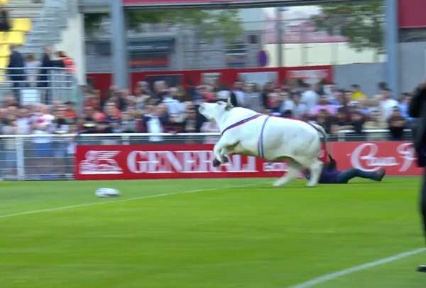 Un enorme toro desat&oacute; el p&aacute;nico al invadir una cancha de rugby en pleno partido