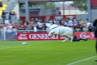 Un enorme toro desat&oacute; el p&aacute;nico al invadir una cancha de rugby en pleno partido
