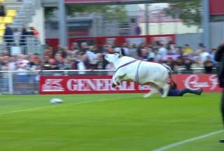 Un enorme toro desat&oacute; el p&aacute;nico al invadir una cancha de rugby en pleno partido