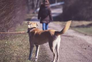 En 2023, Pa&iacute;ses Bajos no tiene un solo perro abandonado en las calles