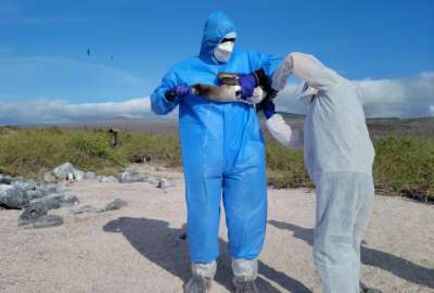 El Parque Nacional Gal&aacute;pagos report&oacute; disminuci&oacute;n de caso de influenza aviar. 
